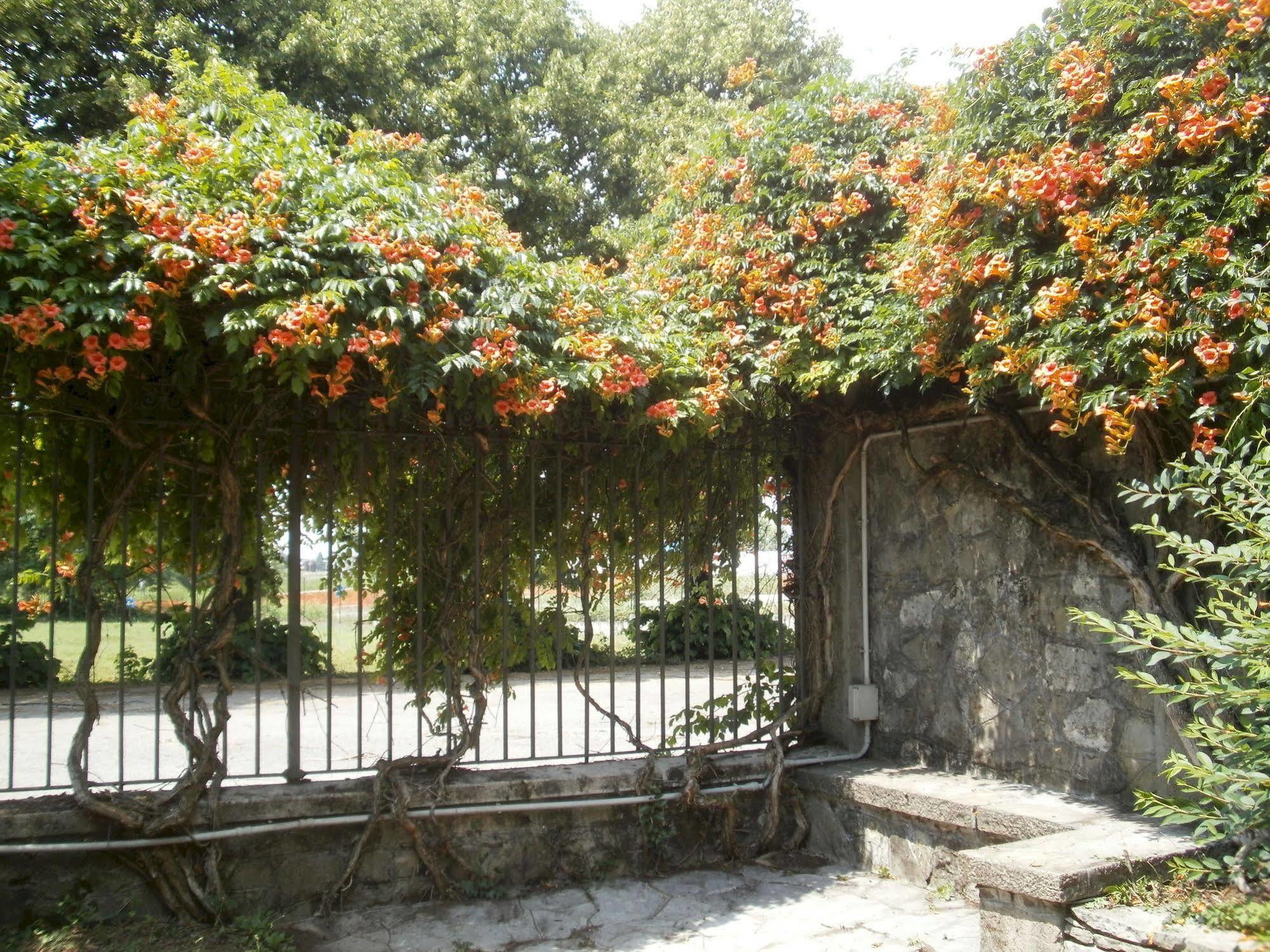 Albergo Villa & Roma Pallazzolo sullʼOglio Buitenkant foto